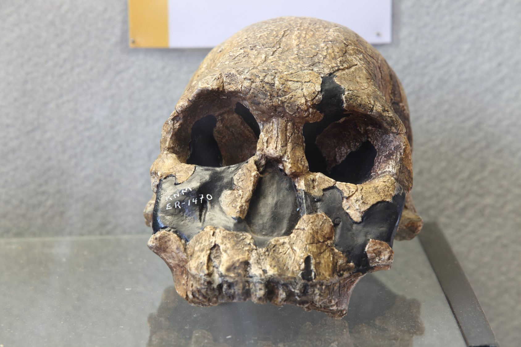 Riproduzione di cranio di Homo habilis ritrovato in Kenia.