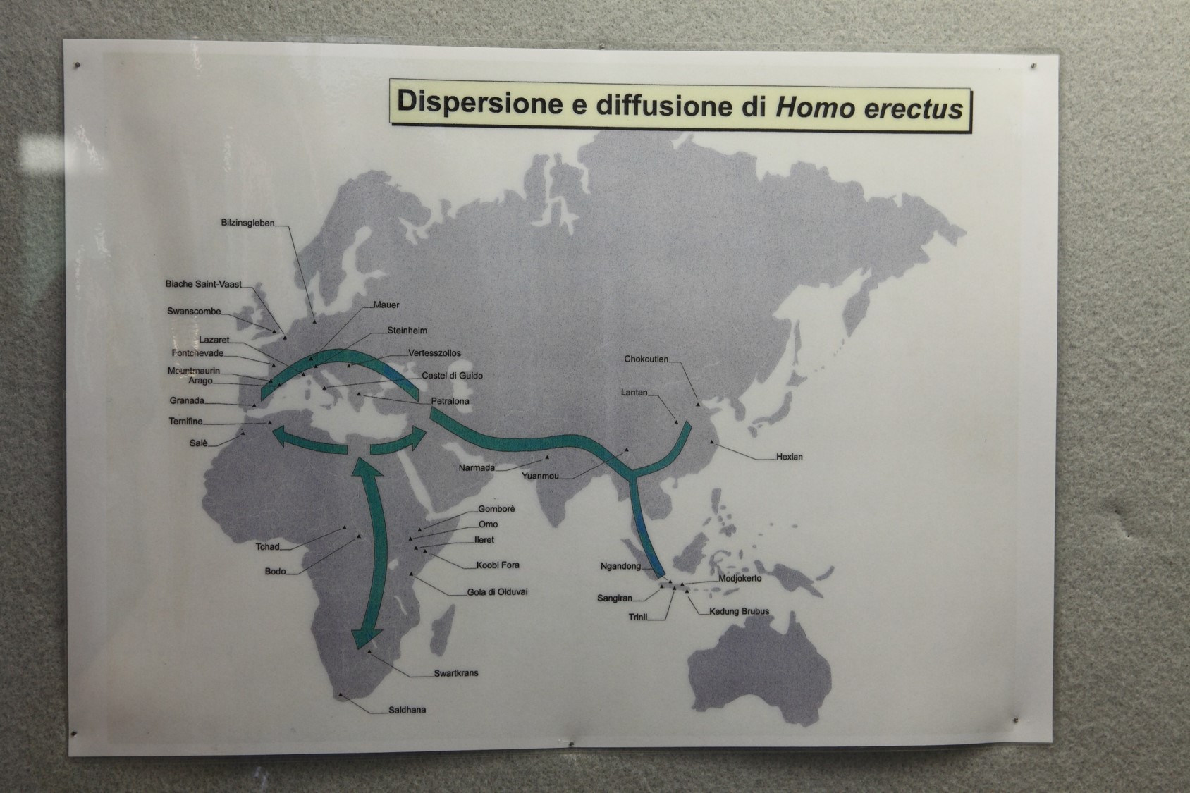 Mappa di distribuzione dell'Homo erectus.