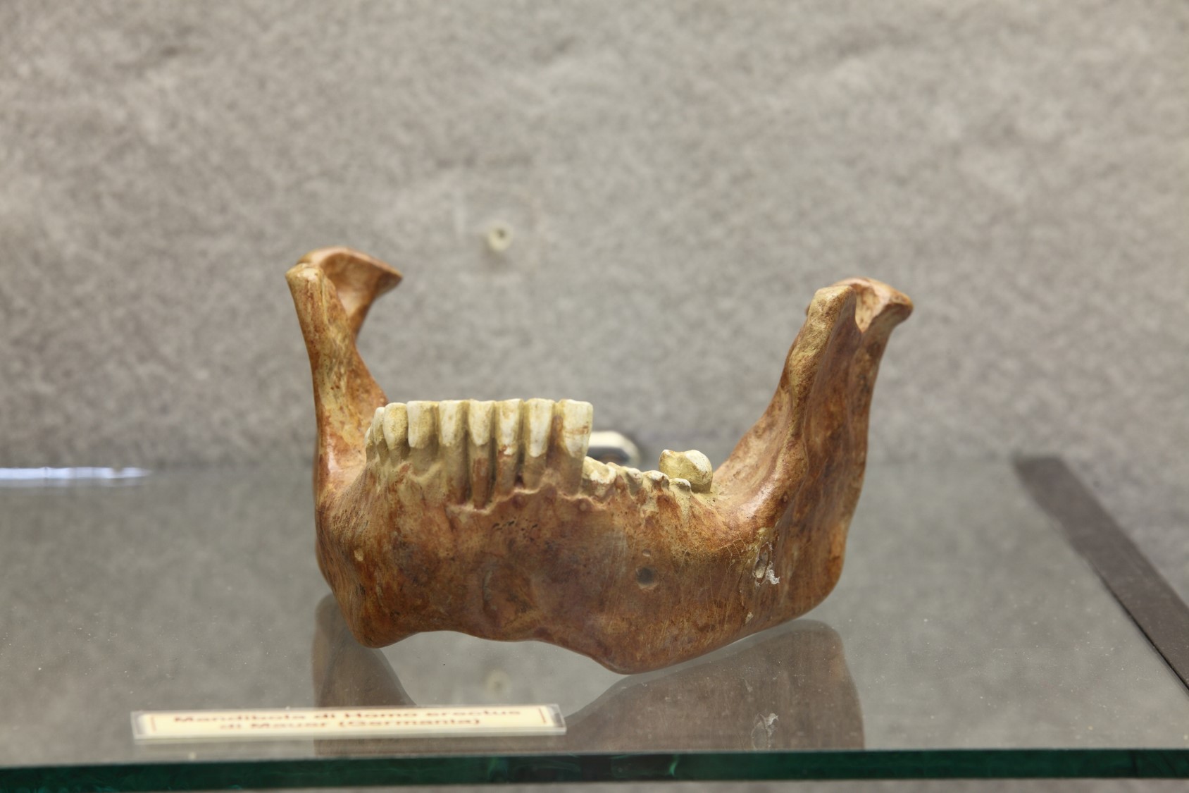 Riproduzione di mandibola di Homo ritrovata a Mauer (Germania).