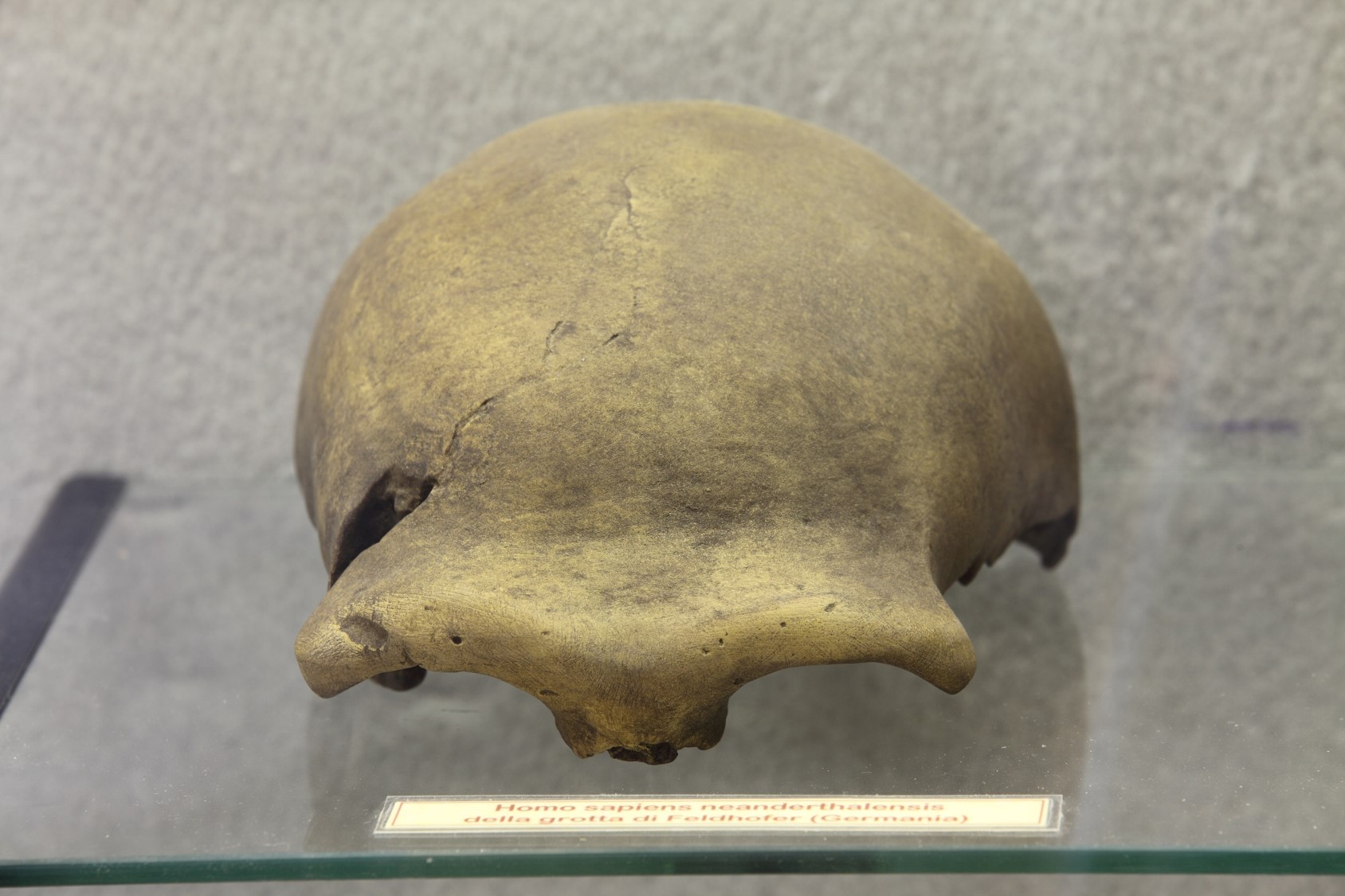 Riproduzione di calotta cranica di Homo di Neandertal ritrovata in una grotta di Feldhofer (Germania).