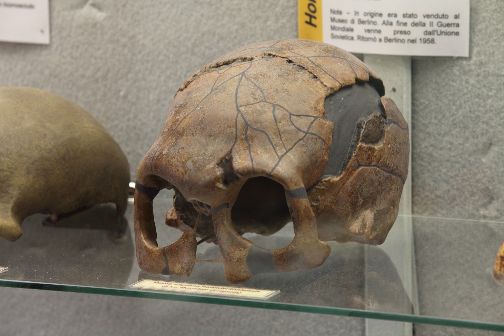Riproduzione di cranio di Homo di Neandertal ritrovato a Le Moustier (Francia).