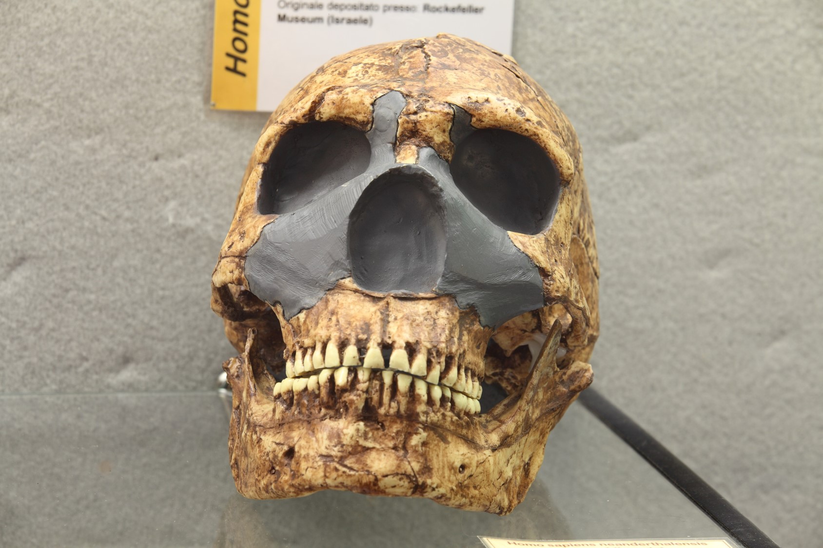 Riproduzione di cranio di Homo di Neandertal rinvenuto ad Amud (Israele).