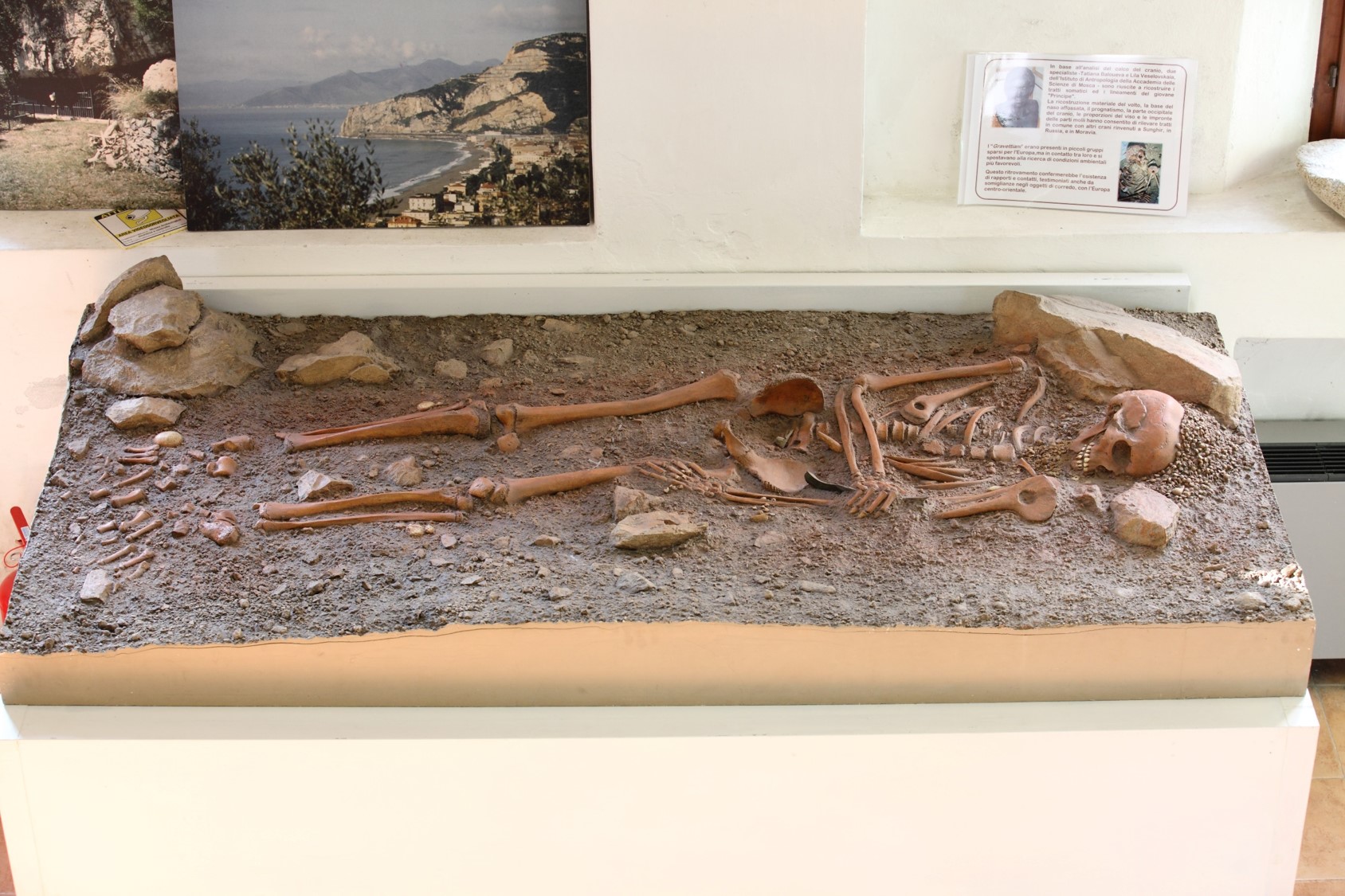 Riproduzione dello scheletro di un giovane del Paleolitico.