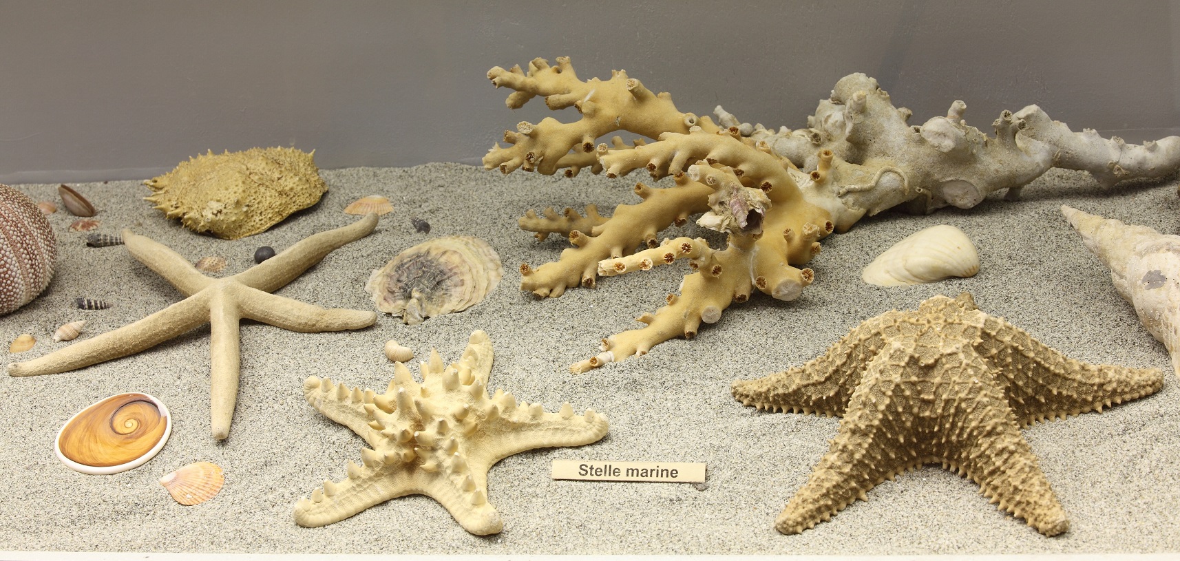 Stelle marine, ricci e coralli.