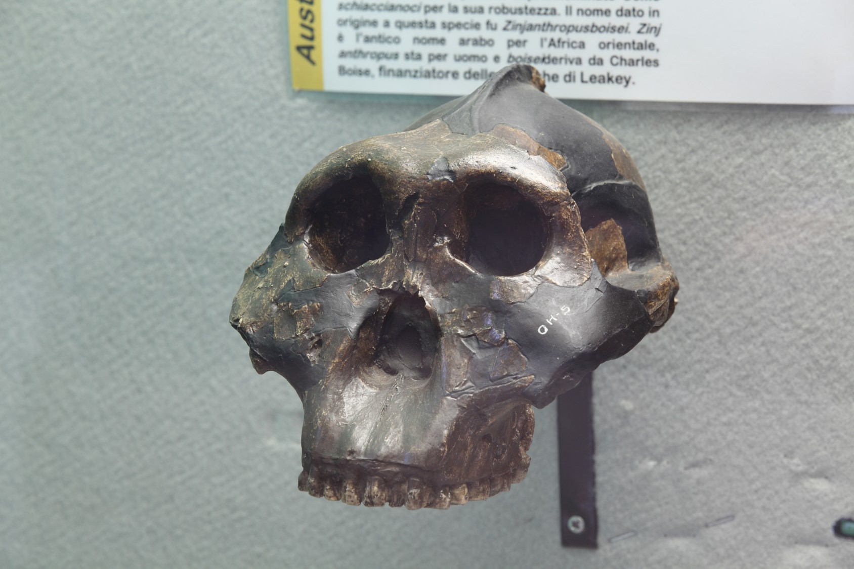Riproduzione di cranio di Australopithecus boisei.