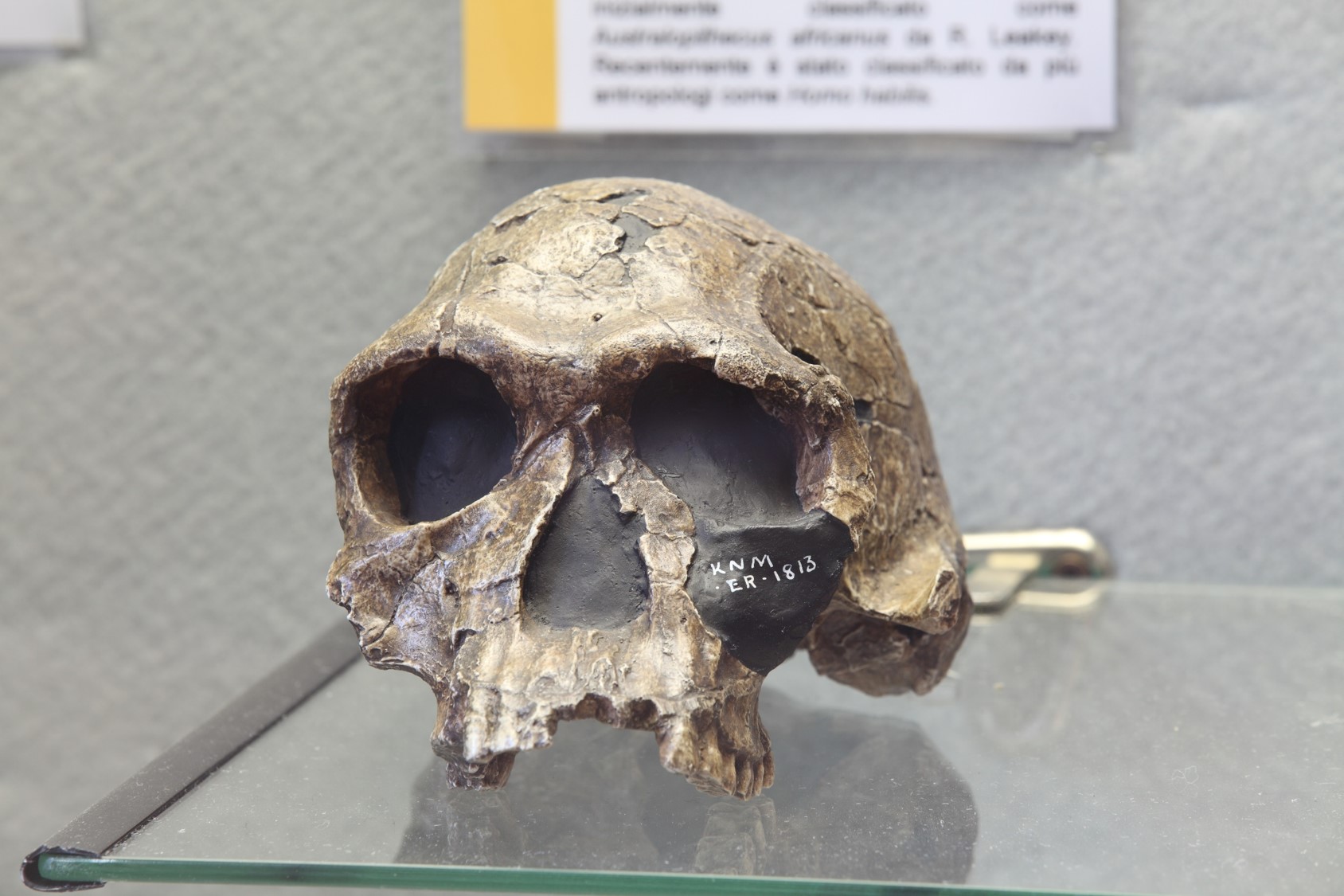 Riproduzione di cranio di Homo habilis ritrovato in Kenia.