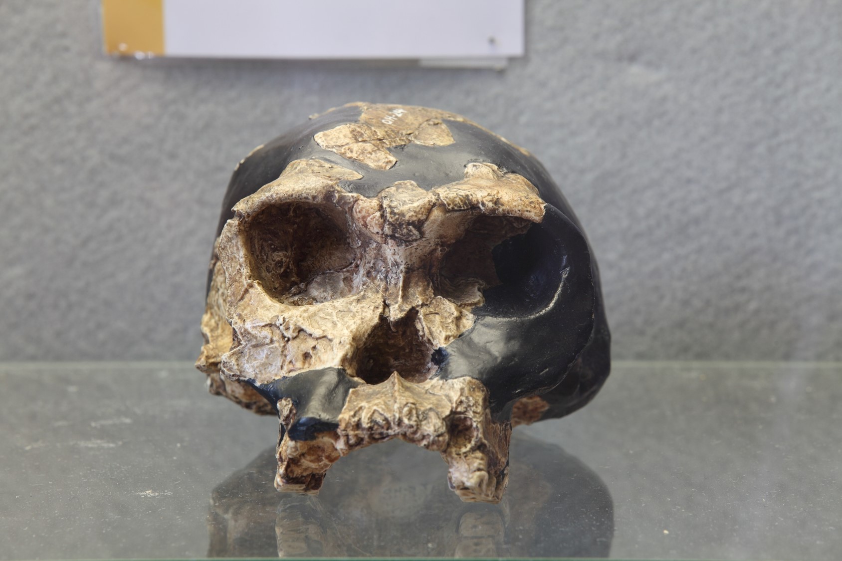 Riproduzione di cranio di Homo habilis ritrovato in Tanzania.