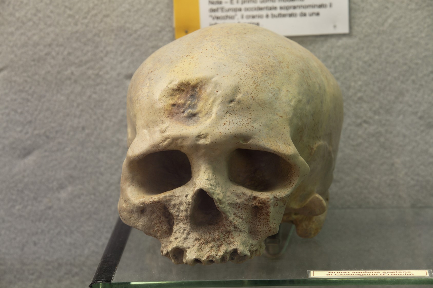 Riproduzione di cranio di Homo sapiens ritrovato a Cro-Magnon (Francia).