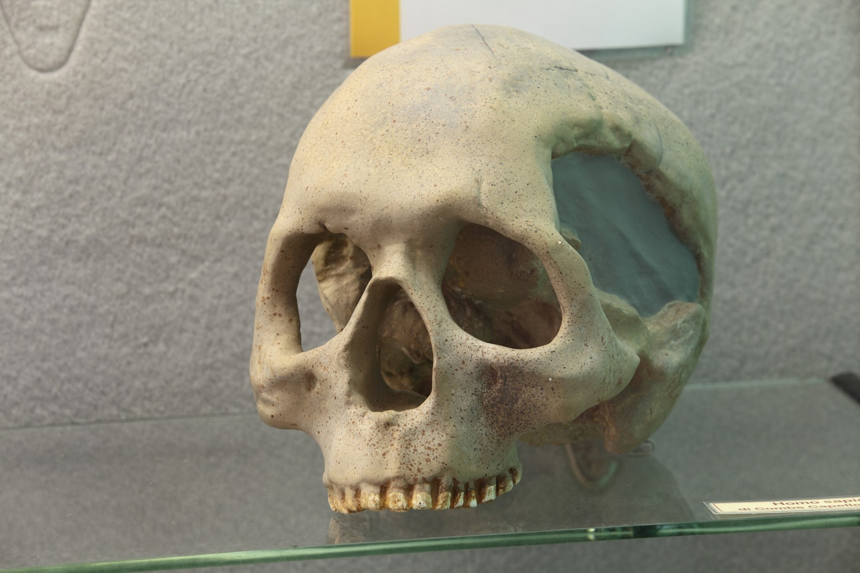 Riproduzione di cranio di Homo sapiens ritrovato a Combe Capelle (Francia).