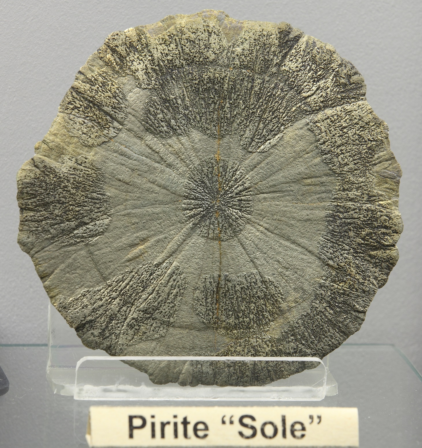 Pirite sole: cristallo di pirite con la forma di un disco.