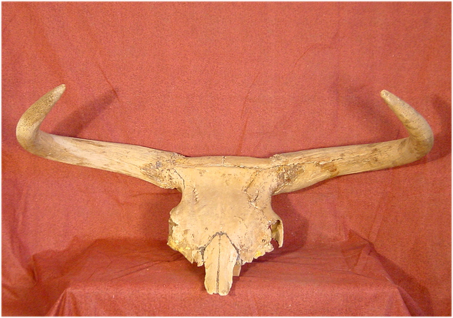 Cranio di Uro: grossa mucca estinta.