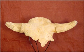 Cranio di bisonte europeo.