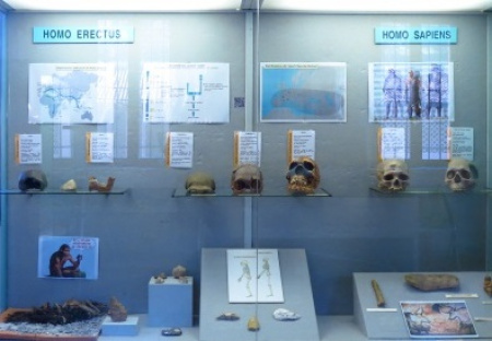 Vetrina evoluzione umana. Dall'homo erectus all'homo sapiens.