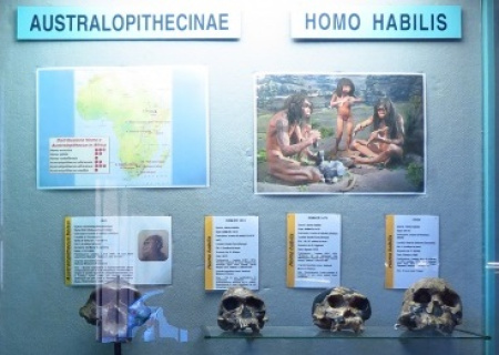 Vetrina evoluzione umana. Dagli Australopitechi all'Homo habilis.